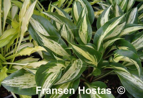 Hosta Dixie Chickadee